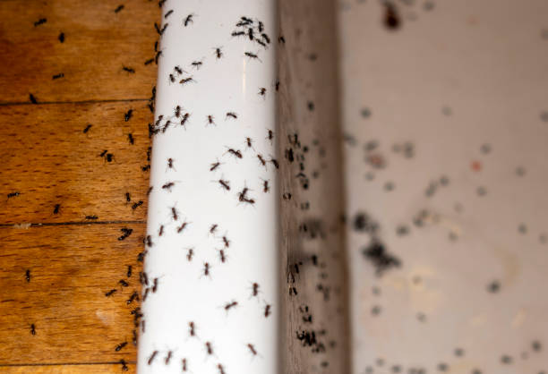Best Exterminator Services  in Jarrettsville, MD