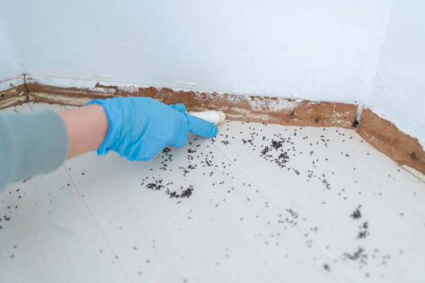 Best Insect Control  in Jarrettsville, MD