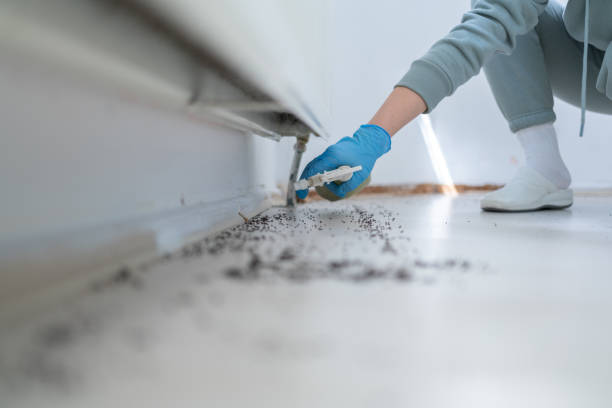 Wasp Removal Services in Jarrettsville, MD